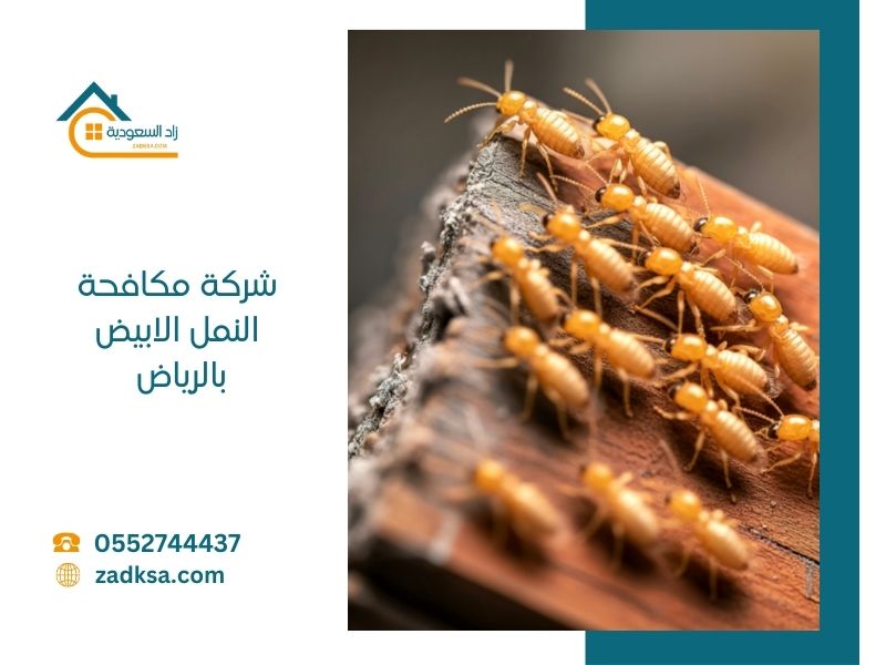 شركة رش دفان بالرياض