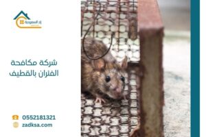 شركة مكافحة الفئران بالقطيف