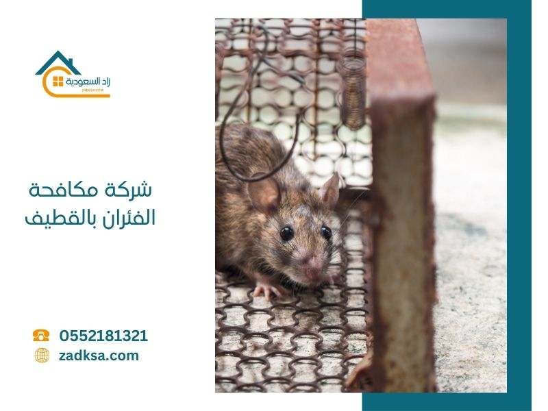 شركة مكافحة الفئران بالقطيف