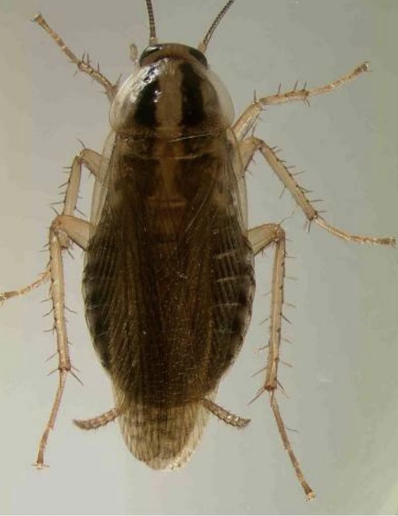 الصرصور الالماني