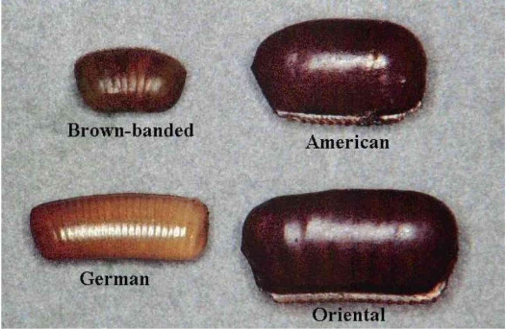 شكل بيض الصراصير