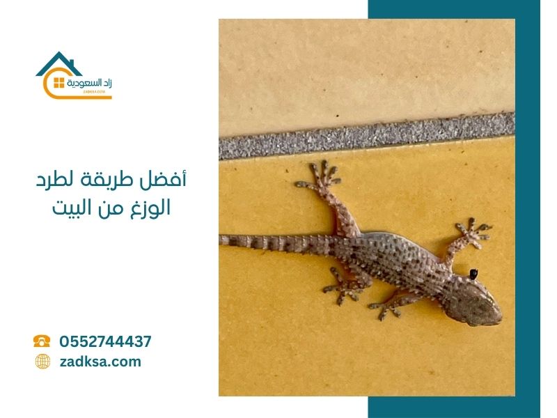طريقة لطرد ومكافحة الوزغ من البيت
