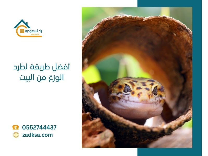 طريقة لطرد الوزغ من البيت