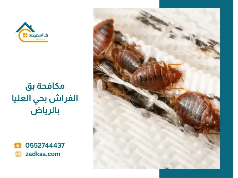 صورة مقربة لحشرة بق الفراش تظهر تفاصيل شكلها ولونها البني على سطح القماش، توضح شكل البق المنتشر في المنازل بحي العليا بالرياض.