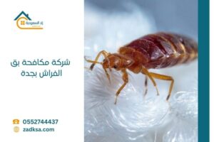 مكافحة بق الفراش بجدة