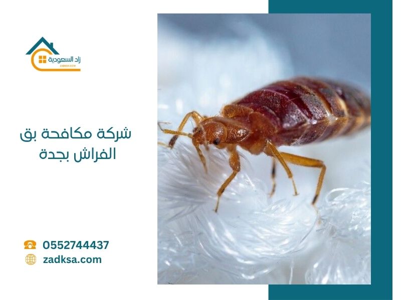 مكافحة بق الفراش بجدة
