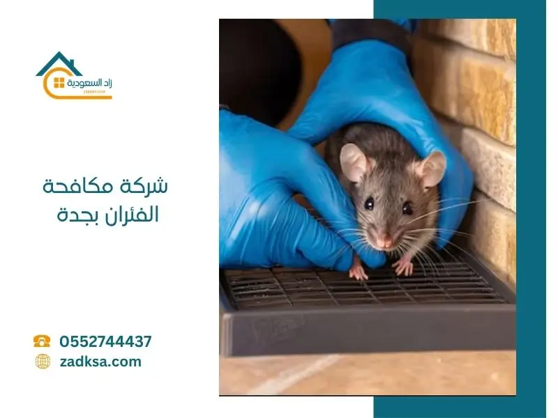 مكافحة الفئران بجدة