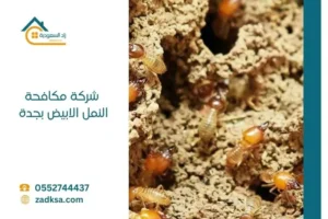 شركة مكافحة النمل الابيض بجدة