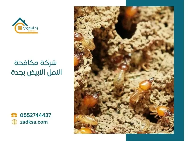 شركة مكافحة النمل الابيض بجدة
