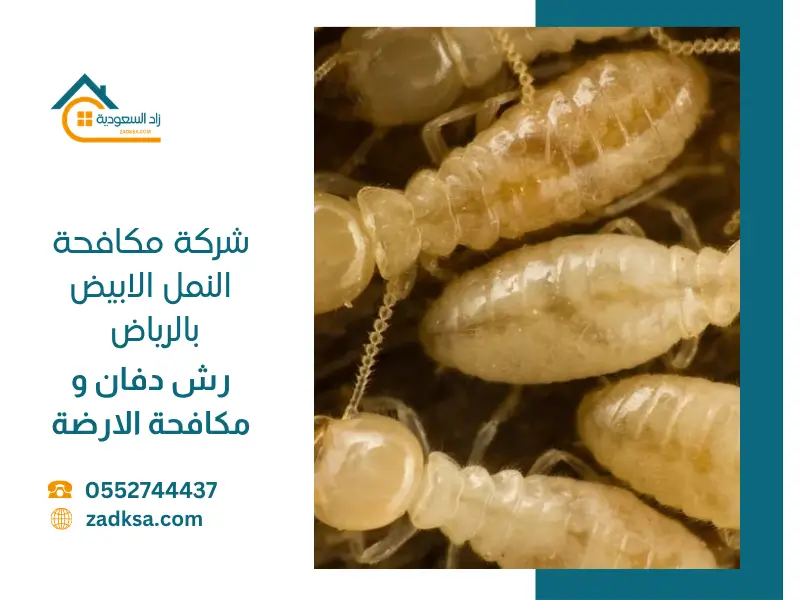 شركة مكافحة الارضة بالرياض