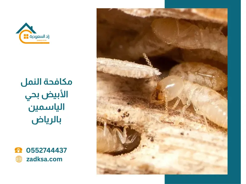 صورة توضح انتشار النمل الأبيض على الخشب داخل منزل بحي الياسمين بالرياض، مع إبراز الأضرار التي يسببها وضرورة مكافحته بسرعة.