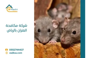 شركة مكافحة الفئران بالرياض