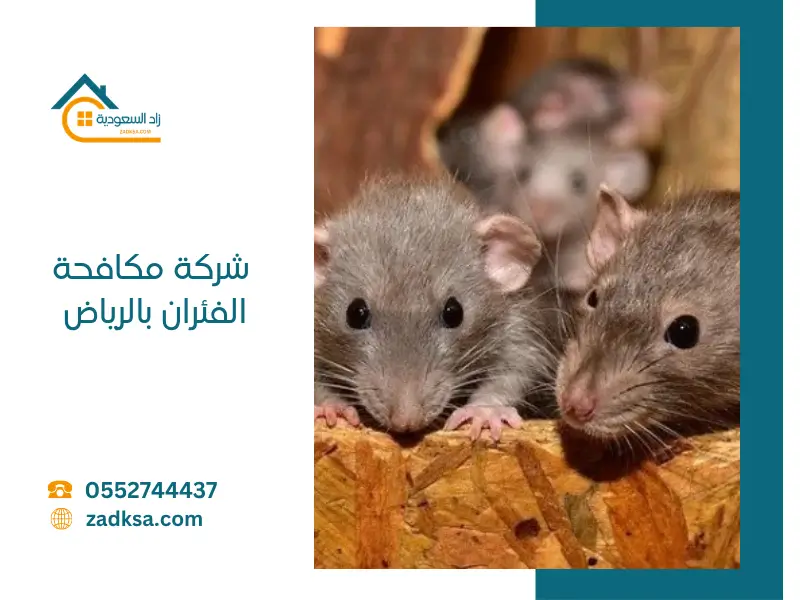 شركة مكافحة الفئران بالرياض