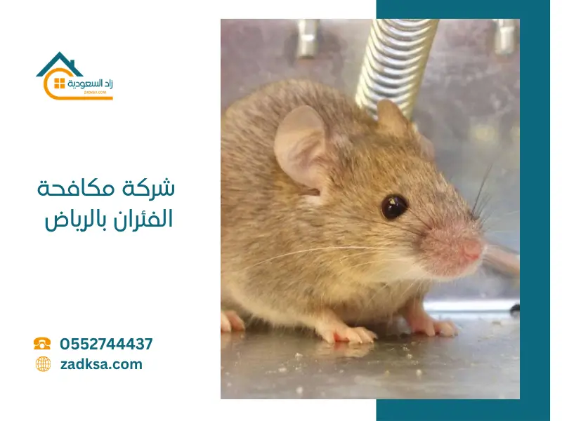 مكافحة الفئران بالرياض