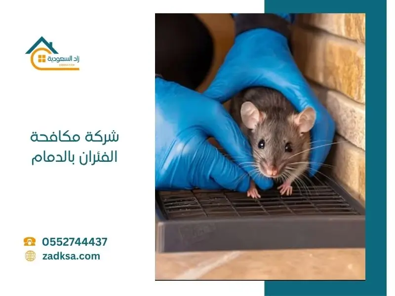 افضل شركة مكافحة الفئران في الدمام