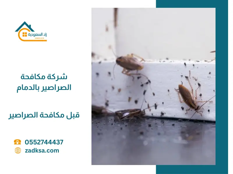 شركة مكافحة الصراصير بالدمام قبل تطبيق رش مبيدات الصراصير