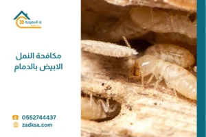 شركة مكافحة النمل الابيض بالدمام