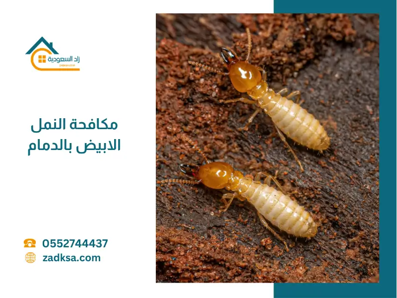 مكافحة النمل الابيض بالدمام