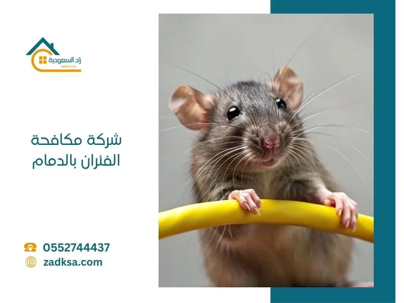 شركة مكافحة الفئران في الدمام