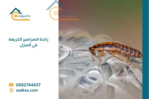 صرصور عن قرب