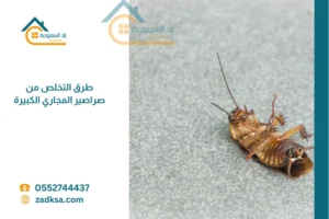 صرصور كبير عن قرب