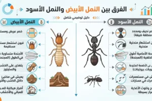 الفرق بين النمل الابيض والنمل الاسود