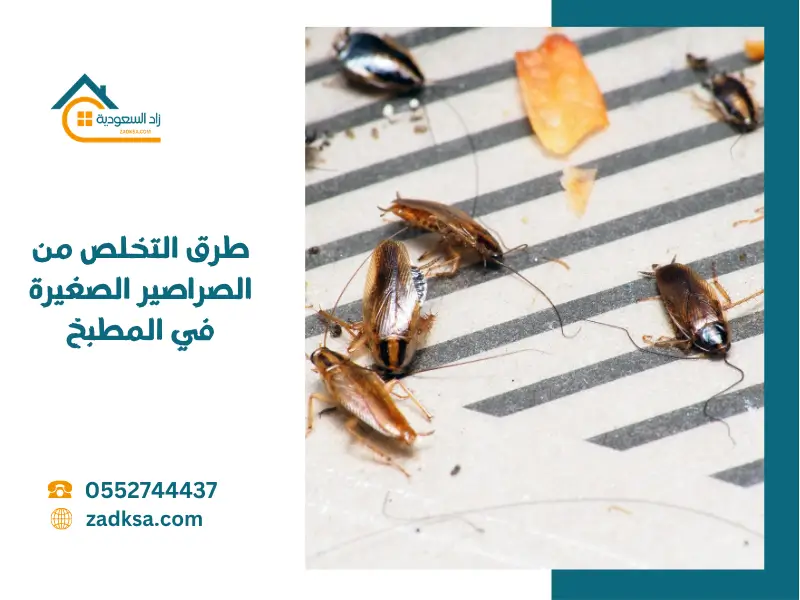 طرق التخلص من الصراصير الصغيرة في المطبخ نهائيا ً